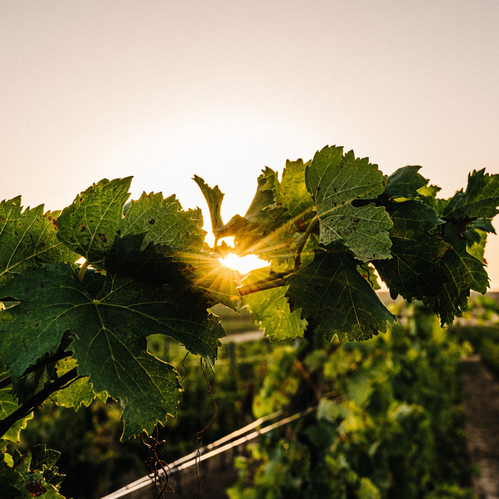 C’est l’heure des Vendanges 2024 !