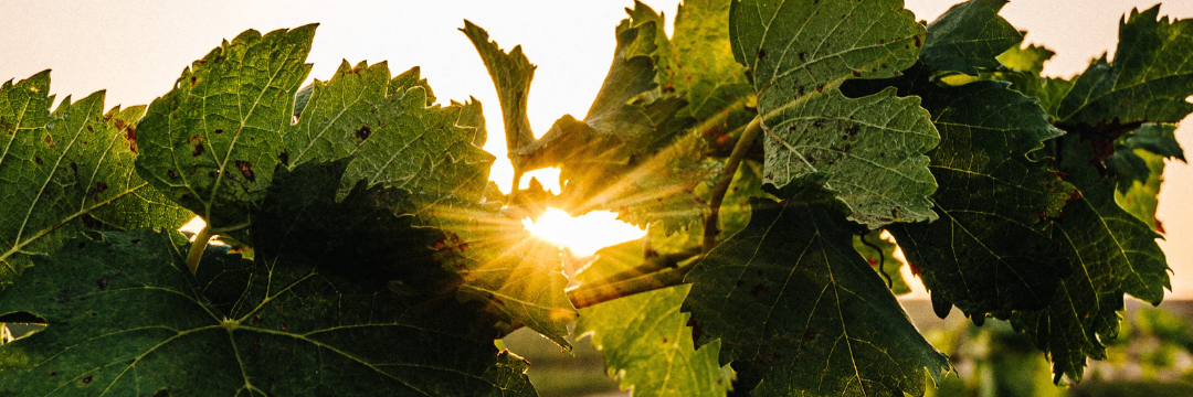 It’s Harvest Season (Already): Celebrating French Bloom’s Bounty and its Early Harvest in Languedoc, France