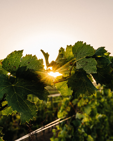 It’s Harvest Season (Already): Celebrating French Bloom’s Bounty and its Early Harvest in Languedoc, France