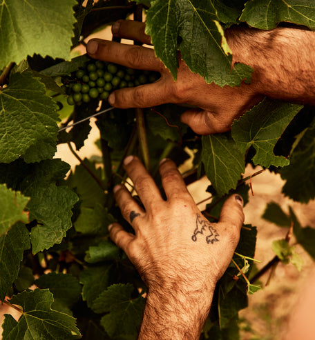 Hands tending to grapevines in the French Bloom vineyard in Limoux.