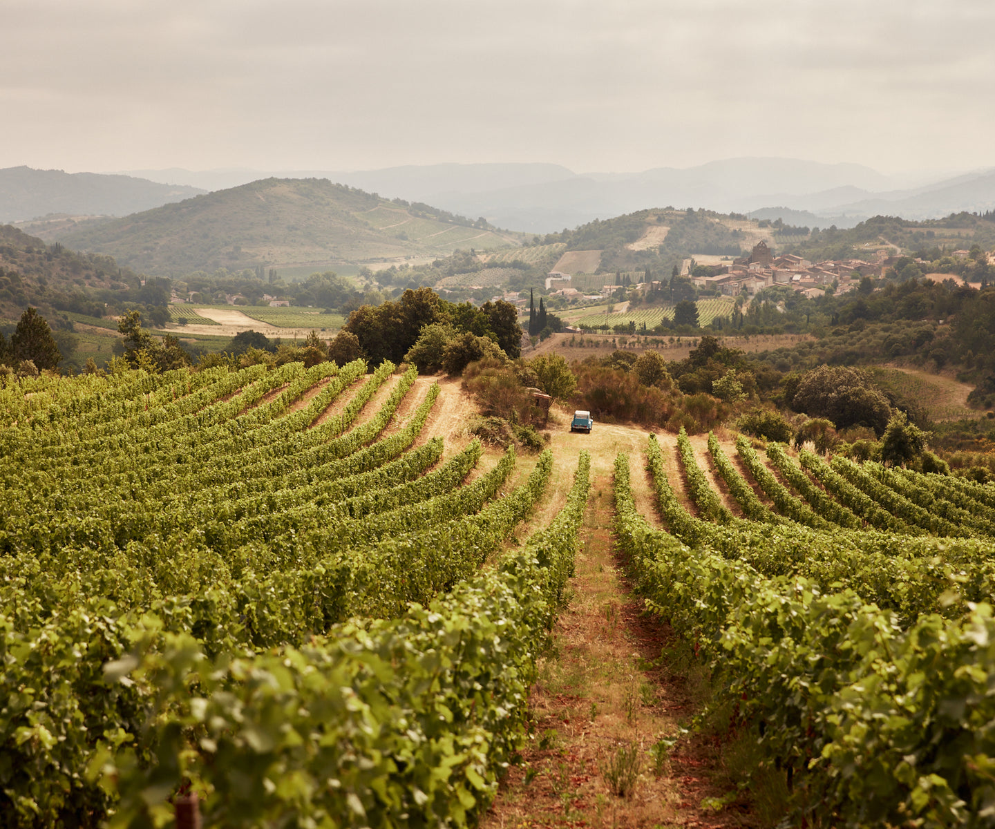 French Bloom vineyards in Limoux, surrounded by rolling hills in the South of France.